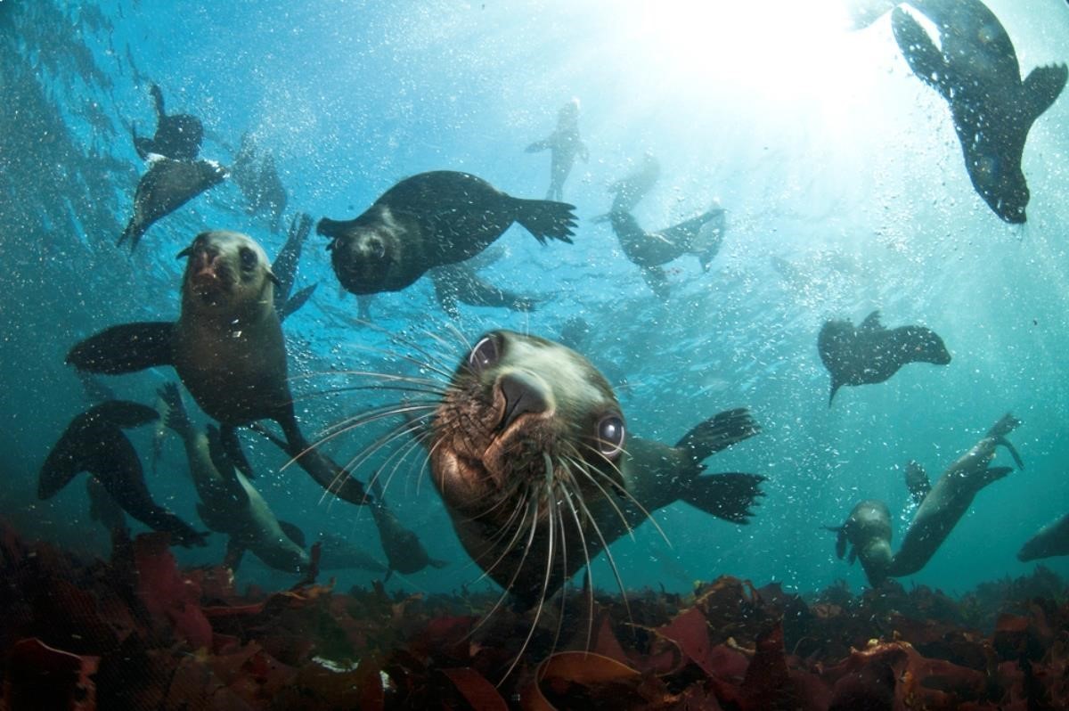 Seals