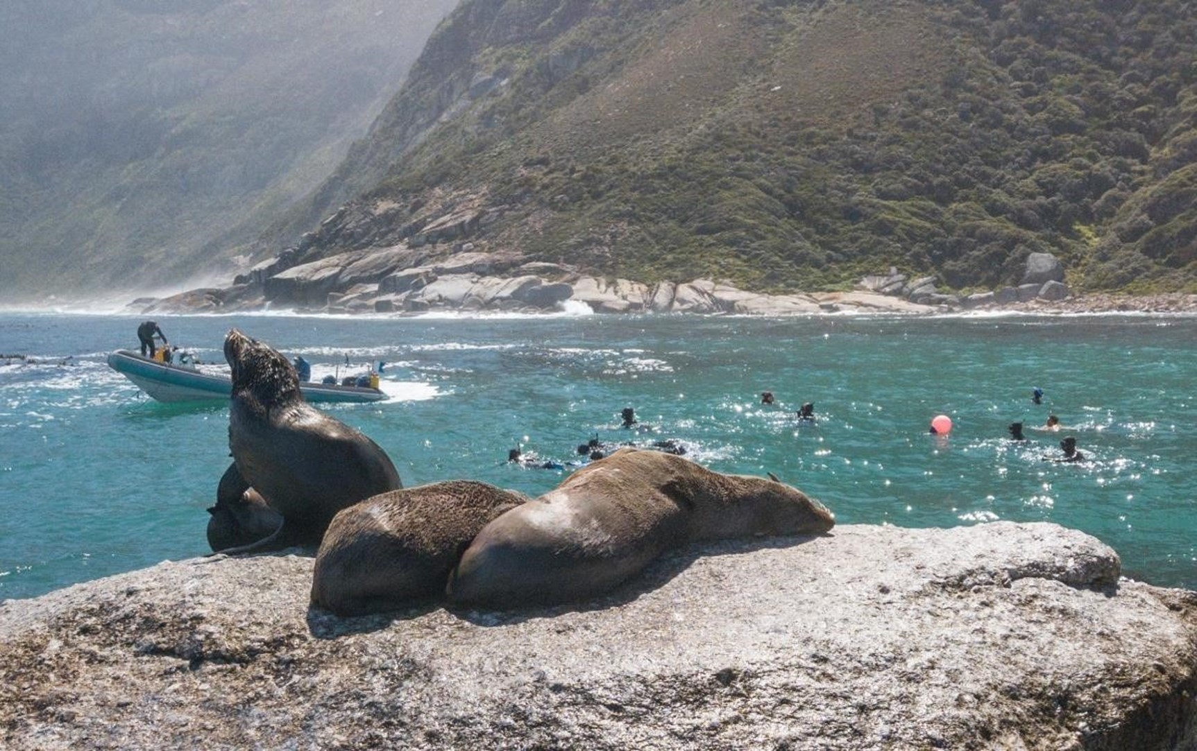 Seals on a rock