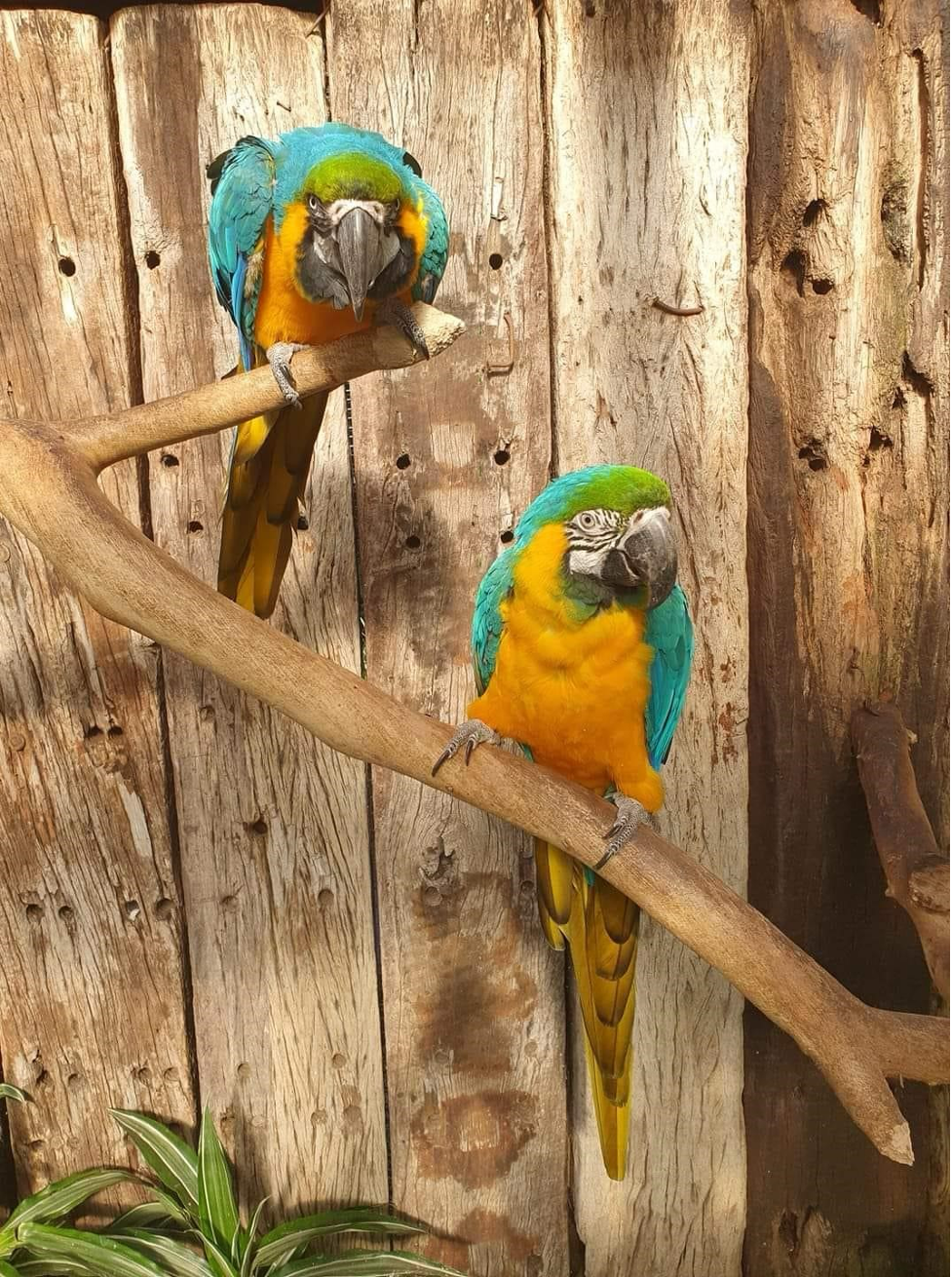 World of Birds