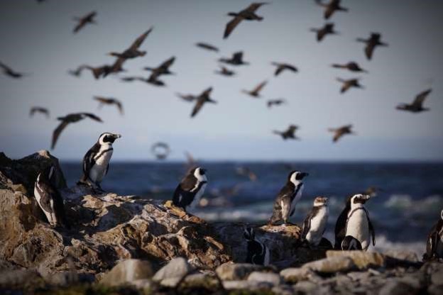 Penguins