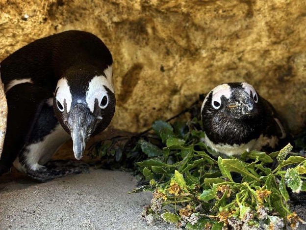 Penguins Sanccob