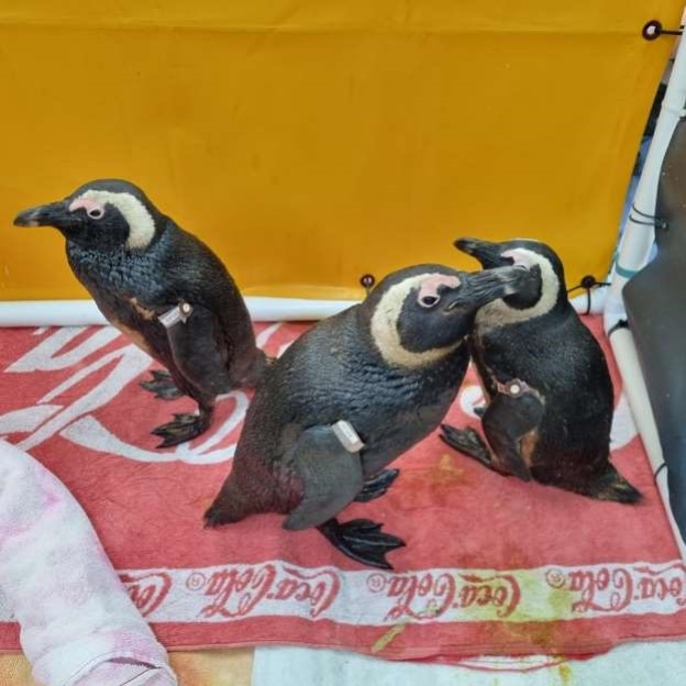 Sanccob Penguins